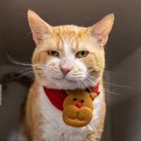 Photo of Garfield