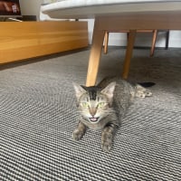 Photo of Bindy