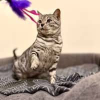 Photo of Cookie Lafufu   Located In Brunswick