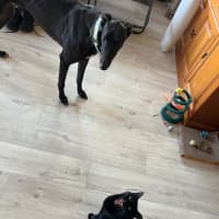 Photo of Boston, The Greyhound