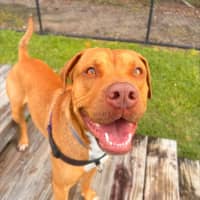 Photo of Ace
