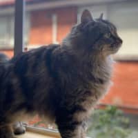 Photo of Juniper