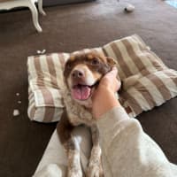 Photo of Baxter