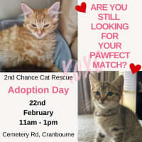 Photo of Amberlee **2nd Chance Cat Rescue**