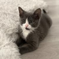 Photo of Ziggy 💙🧶