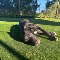 Photo of Baked Bean Imp 1231