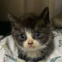 Photo of Lilly Pilly