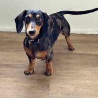 Photo of Dash And Sash