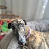 Photo of Teddy, The Greyhound