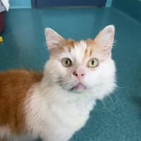 Photo of Samson