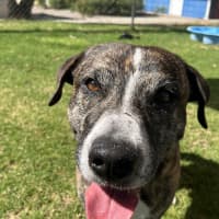 Photo of Lenny (Yeti)