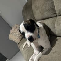 Photo of Winston