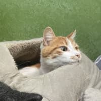 Photo of Lion (Bonded With Tiger)