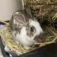 Photo of Bugs (Bonded To Peanut)