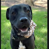Photo of Daisy