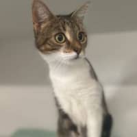 Photo of Pippin