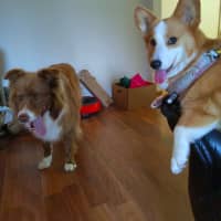 Photo of Mars Bar Slice