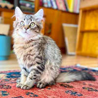 Photo of Varity   In Foster Care In Brunswick East