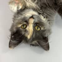Photo of Midge