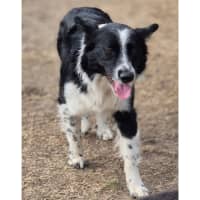 Photo of Coby