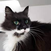 Photo of Link Sua013493