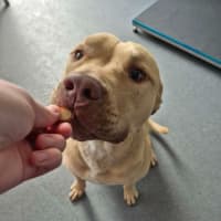 Photo of Dozer! 🐻