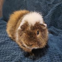 Photo of William (Desexed)