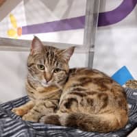 Photo of Chompie