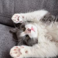 Photo of Geoffrey