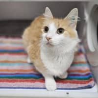 Photo of Cinnamon