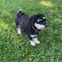 Photo of Coco And Cherry 