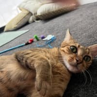 Photo of Sage