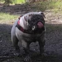 Photo of Gus 