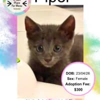 Photo of Piper