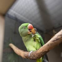Photo of Nalu