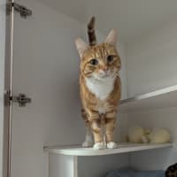 Photo of Pumpkin Bumpkin