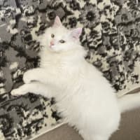 Photo of Hudson
