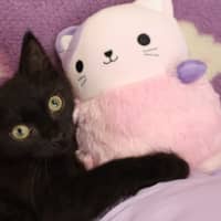 Photo of Bisque