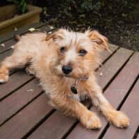 Photo of Albie Valenti