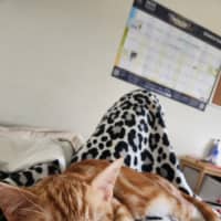 Photo of Baron Marmalade