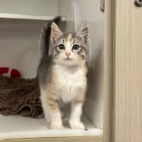 Photo of Ivy
