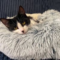 Photo of Friday   In Foster Care In Bentleigh East