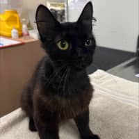 Photo of Lily (Ex Dumpster)