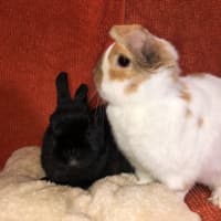 Photo of Alfie & Honey