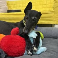 Photo of Ellery The Greyhound