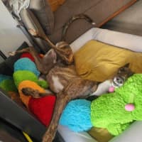 Photo of Tiger, The Adorable Greyhound