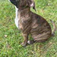 Photo of Pebbles
