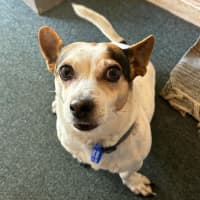 Photo of Missy   6 Year Old Jack Russell Terrier (Trial)