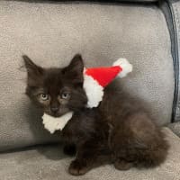 Photo of Sultana Bran