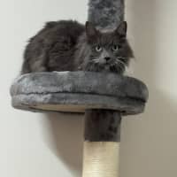 Photo of Puss In Boots